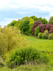 Paysage de la campagne flamande au printemps avec champs et forêts