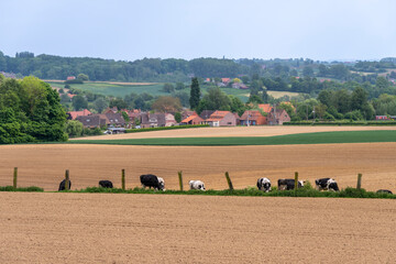 Paysage agricole du nord de la France avec village, champ et vaches