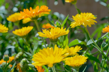 Calendula,  pot marigold (Calendula officinalis) in the garden