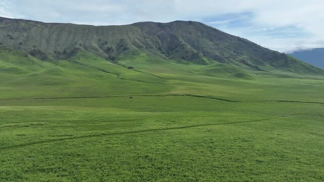 A vast expanse of rolling green savanna, known as Teletubbies Hill at Mount Bromo, is dissected by a winding, dry riverbed creating a stunning natural pattern.
