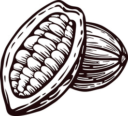 Hand drawn cacao pod with beans isolated vintage engraved botanical cocoa illustration