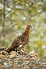 Willow Ptarmigan breeding plumage taken in Denali National Park