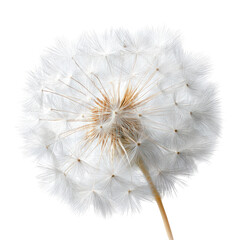 Fototapeta premium Close-up of a dandelion seed head
