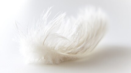 Fototapeta premium Delicate white feather wing detail, pristine and softly illuminated from above.