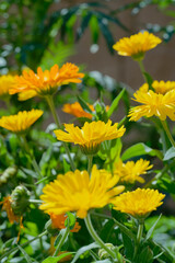 Calendula,  pot marigold (Calendula officinalis) in the garden