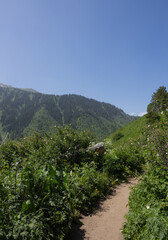 Scenic hiking trail at Kok Zhailau in Kazakhstan surrounded by lush greenery and wildflowers with majestic mountains in the background