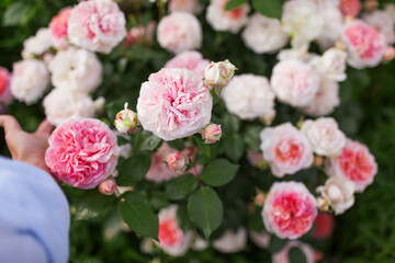 Chippendale rose blooming in summer garden. Shrub full of peachy white flowers. Close up