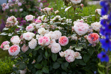 Chippendale rose blooming in summer garden. Shrub full of peachy white flowers. Close up