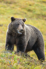 Fototapeta premium Grizzly Bear taken in Denali NP Alaska