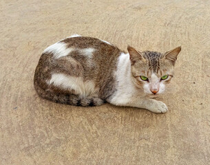 Real life cat image isolated on a natural background. The feline’s posture and natural markings...