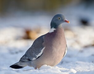 common wood pigeon