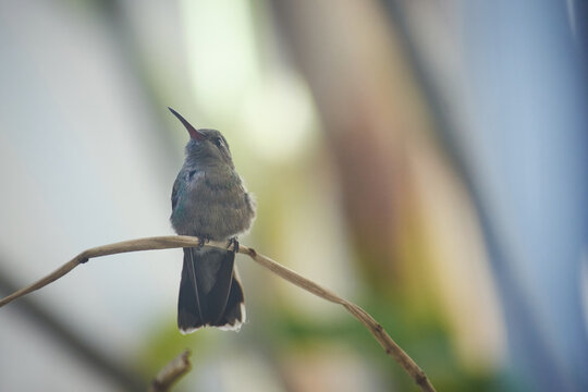 Colibr&iacute; hembra, fondos naturales, fotos de aves.