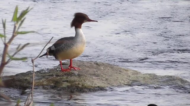 Goosanders or Common Mergansers (Mergus merganser) - Male and Female on a River
