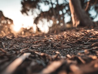 Fototapeta premium Close-up view of forest floor at sunset