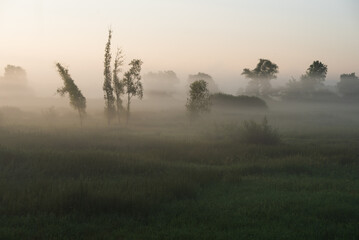 Drzewa we mgle na łące, letnimglisty poranek, Polska, Śląsk. © Elżbieta Kaps