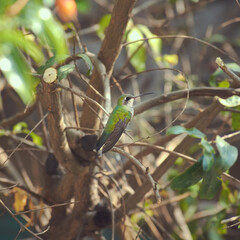 Colibríes verdes, fotografía colibrí.