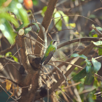 Colibr&iacute;es verdes, fotograf&iacute;a colibr&iacute;.