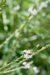 close up of Verbena officinalis L.