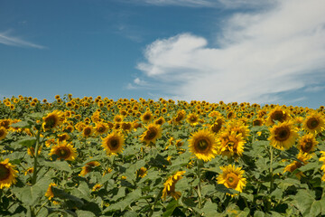 Fototapeta premium Sunflowers taken in North Dakota