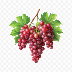 realistic fresh grapes hanging from a branch with green leaves in a natural setting isolated on transparent background