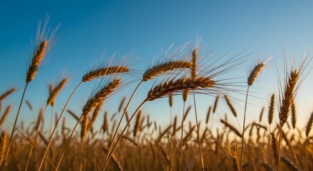 Golden Wheat Field at Sunset - Agriculture, Harvest, Nature