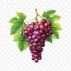 realistic fresh grapes hanging from a branch with green leaves in a natural setting isolated on transparent background