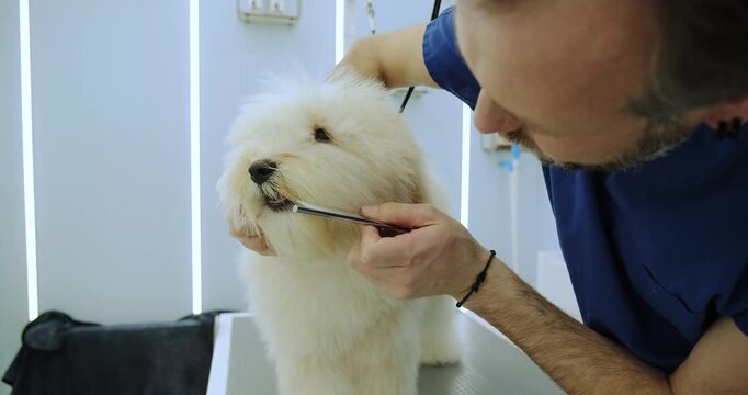 At a pet grooming salon, a middle-aged male groomer is brushing the fur of an adorable Labradoodle dog