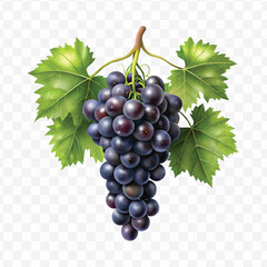 realistic fresh grapes hanging from a branch with green leaves in a natural setting isolated on transparent background