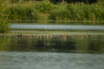 Wood Duck female and ducklings taken in southern MN