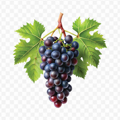 realistic fresh grapes hanging from a branch with green leaves in a natural setting isolated on transparent background