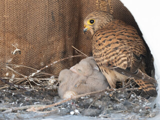 Turmfalke (Falco tinnunculus)
