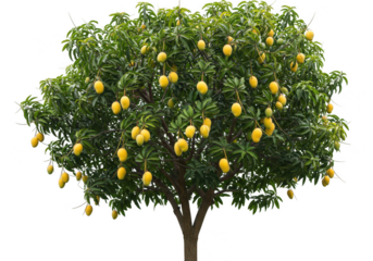 Mango tree with ripe fruits, lush foliage, and a visible trunk, isolated on transparent background