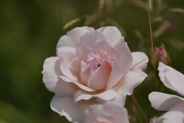 quantum valentine roses on different scales and macro photography