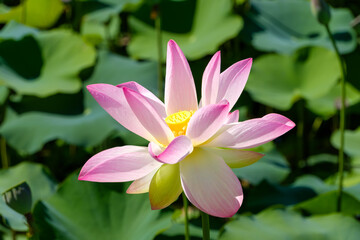 夏の池に咲く淡いピンク色の蓮の花