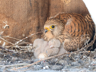 Turmfalke (Falco tinnunculus)