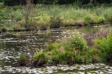 Water lilies growing in calm swamp pond surrounded by lush vegetation