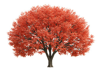 Fototapeta premium Red leafed tree with a brown trunk, isolated on transparent background