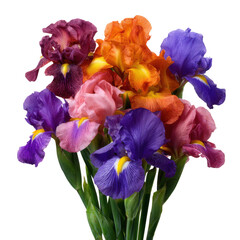 Colorful iris flower bouquet isolated on transparent background