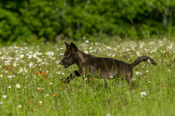 Gray Wolf in spring flowers taken in central MN under controlled conditions