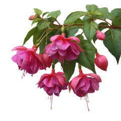 Fuchsia flower with leaves isolated on transparent background