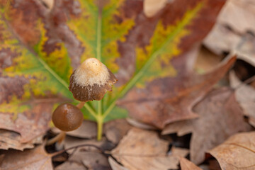 Autumn colors, mushrooms, and dried leaves in the forest