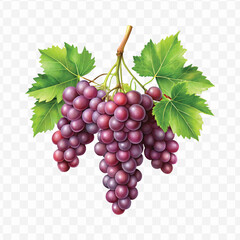 realistic fresh grapes hanging from a branch with green leaves in a natural setting isolated on transparent background