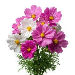 Cosmos flowers in pink and white isolated on transparent background