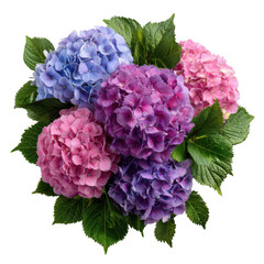 Hydrangea flowers in various colors isolated on transparent background