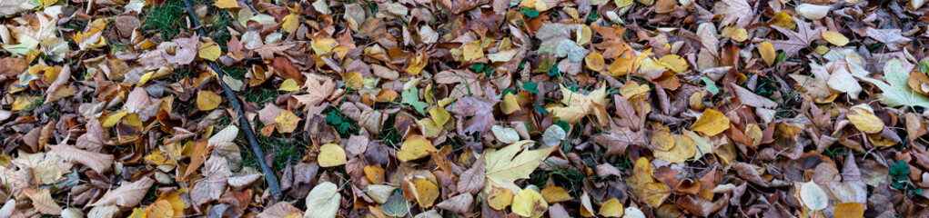 Autumn colors, ephemeral beauty under the trees