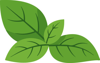 Naklejka premium basil