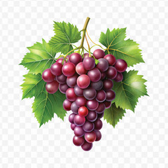realistic fresh grapes hanging from a branch with green leaves in a natural setting isolated on transparent background
