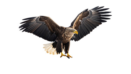 Obraz premium Eagle landing on rocky peak wildlife capture isolated on transparent background.