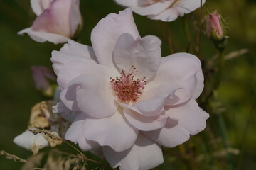 quantum valentine roses on different scales and macro photography