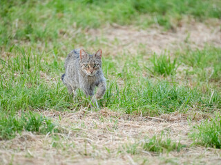 Europäische Wildkatze oder Waldkatze (Felis silvestris)